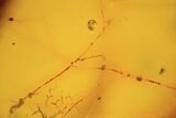 Fossil Spider Web and Fly In Baltic Amber - Rare! #84639-2